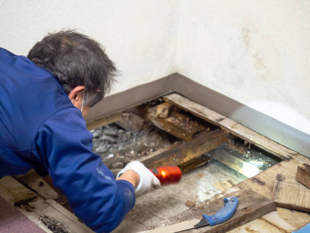 Best Mold Cleaning Services  in Sans Souci, SC