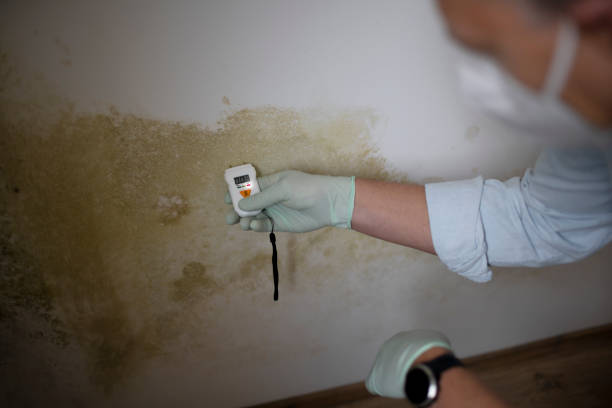 Best Mold Removal and Inspection  in Sans Souci, SC
