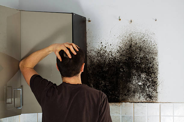 Best Home Mold Removal  in Sans Souci, SC