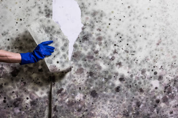 Best Attic Mold Removal  in Sans Souci, SC