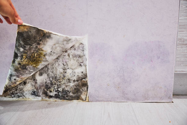 Best Toxic Mold Removal  in Sans Souci, SC